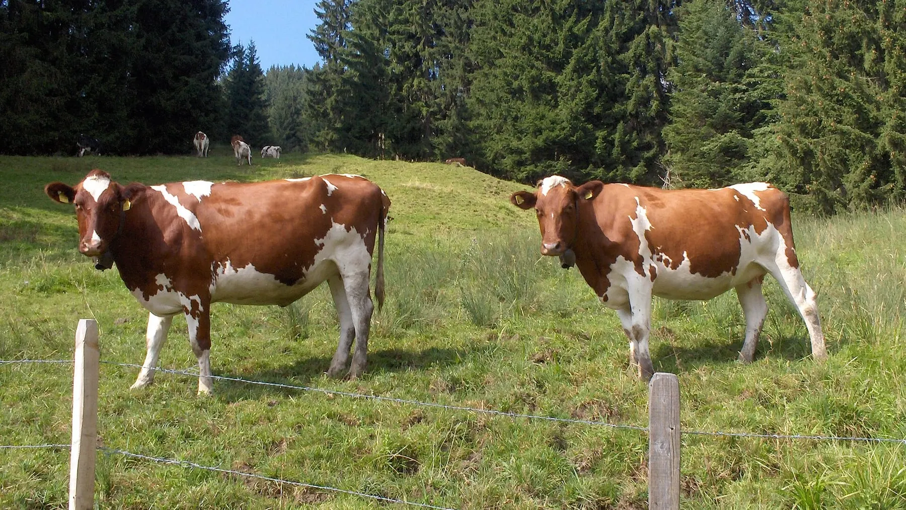 Pasture above Châtel-Saint-Denis, in the Veveyse district